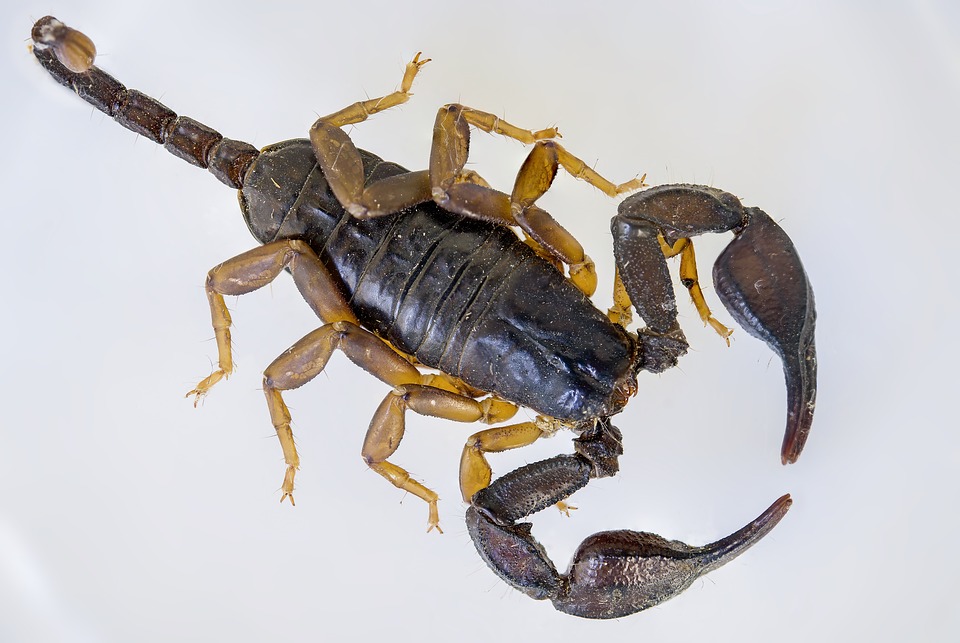 Euscorpius flavicaudis